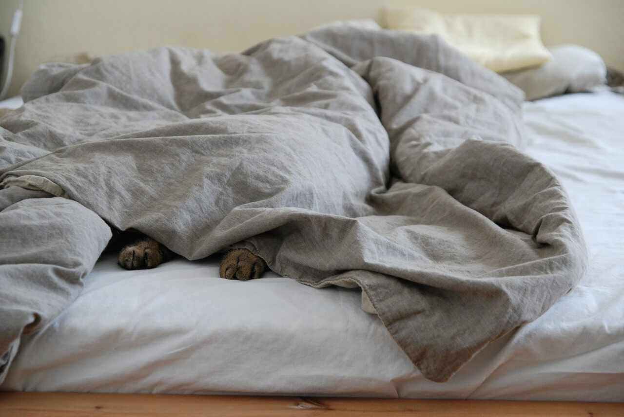 Кот из под одеяла
